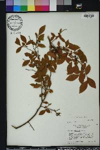 Vaccinium fuscatum image