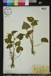 Viola primulifolia image