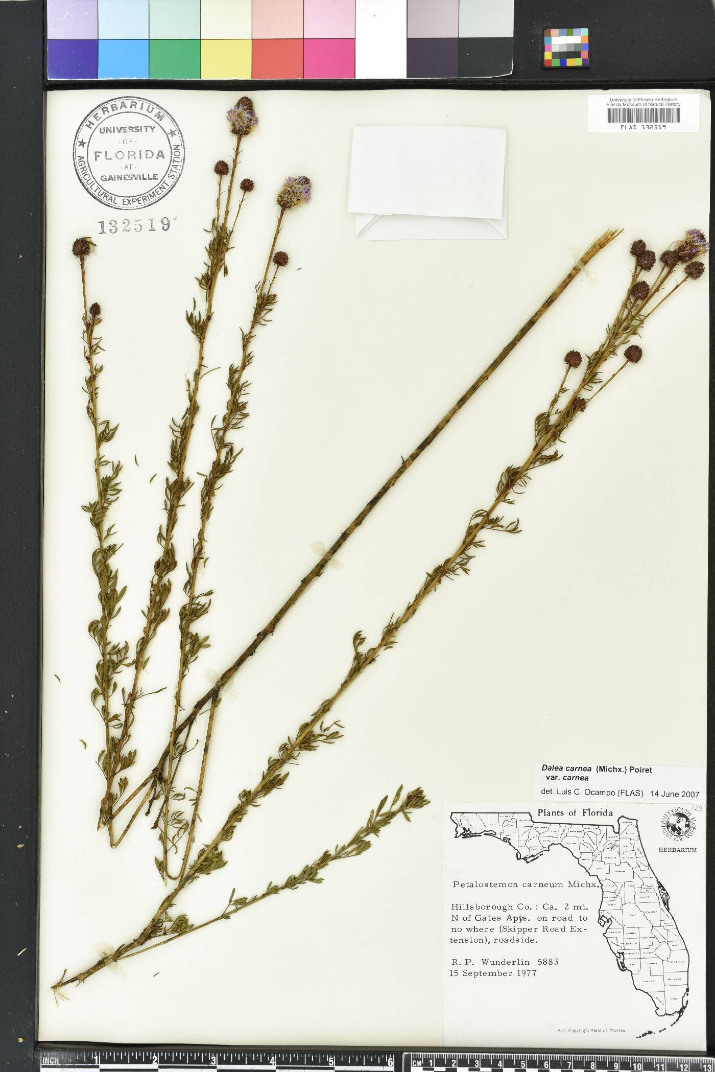Dalea carnea image