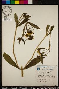 Bidens laevis image