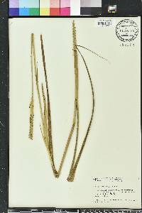 Tripsacum dactyloides image