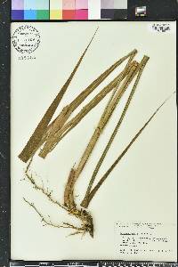 Tripsacum dactyloides image