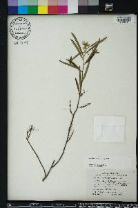 Ludwigia octovalvis image