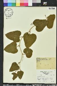 Smilax bona-nox image