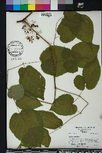 Aralia racemosa image