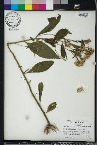 Pluchea longifolia image