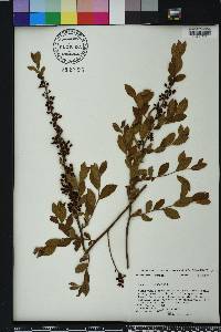 Vaccinium fuscatum image