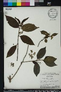 Chiococca alba image