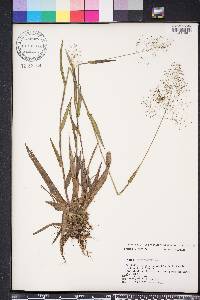 Dichanthelium erectifolium image