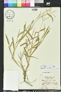 Urochloa ramosa image