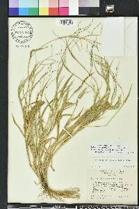 Urochloa ramosa image