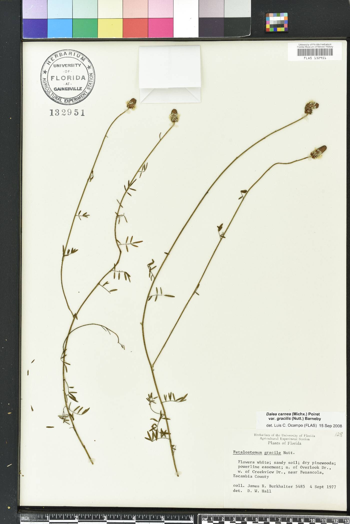 Dalea carnea var. gracilis image