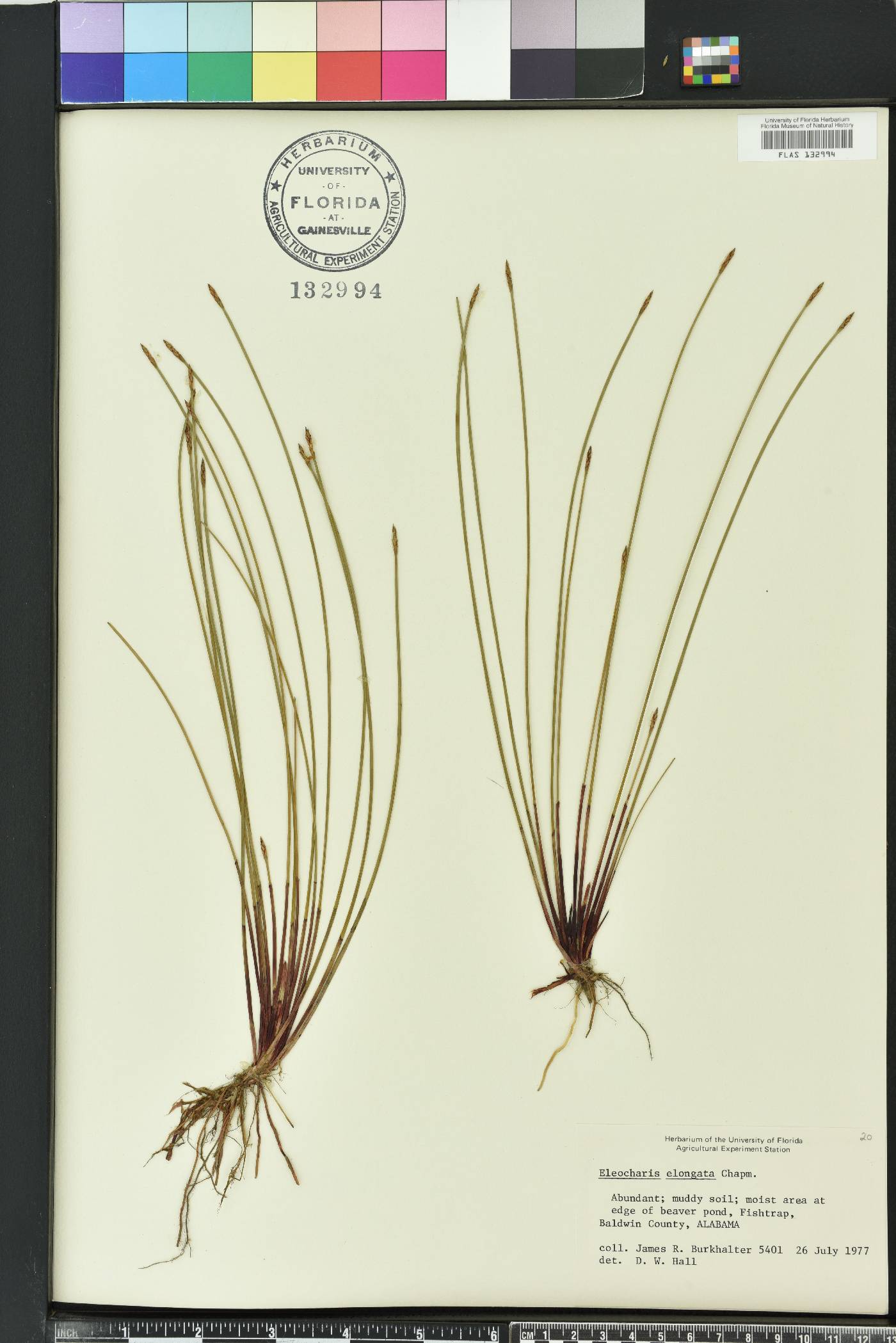 Eleocharis elongata image