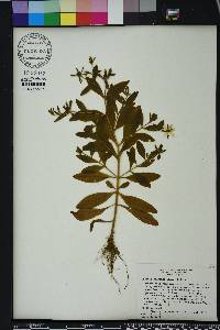 Sabatia calycina image