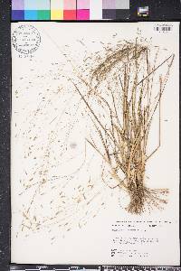 Eragrostis elliottii image