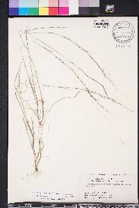 Aristida purpurascens image