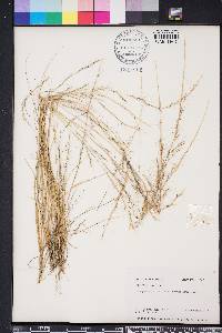 Aristida purpurascens image