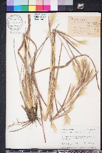 Andropogon liebmannii image