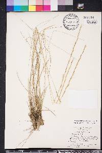 Aristida stricta image