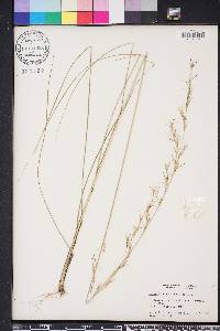 Aristida lanosa image