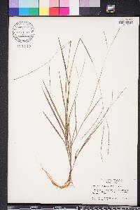 Digitaria villosa image