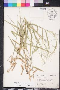 Dichanthelium aciculare subsp. angustifolium image