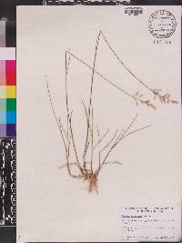 Panicum pinetorum image