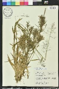 Dichanthelium acuminatum subsp. longiligulatum image