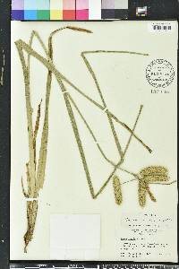 Carex comosa image