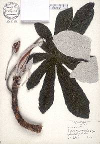 Cecropia palmata image