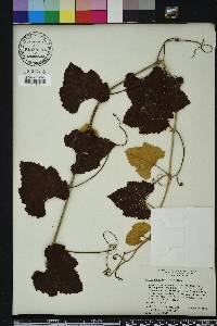 Vitis shuttleworthii image