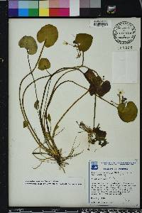 Nymphoides aquatica image