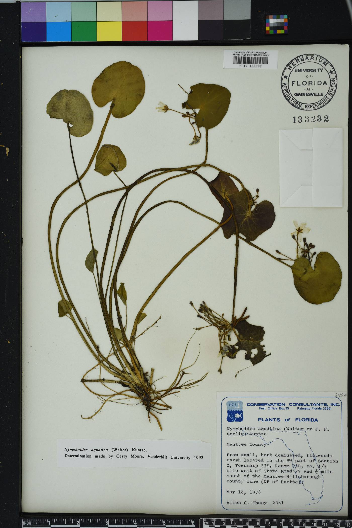 Nymphoides aquatica image