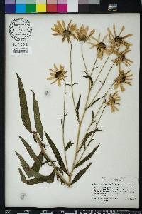 Helianthus simulans image