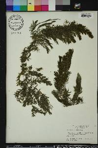 Ceratophyllum demersum image