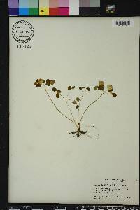 Anemonella thalictroides image