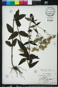 Eupatorium pilosum image