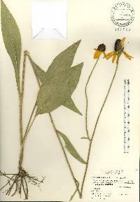 Rudbeckia nitida image