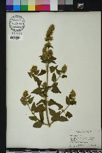 Nepeta cataria image