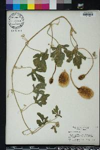 Cucumis anguria image