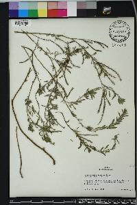Euploca procumbens image