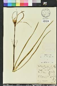 Hymenocallis palmeri image