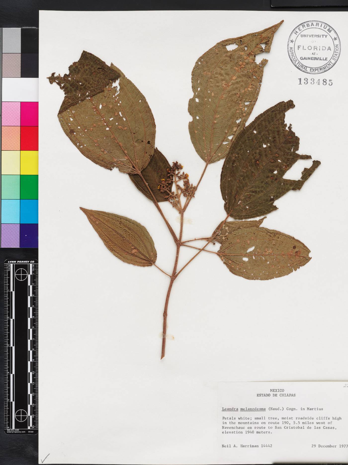 Miconia melanodesma image