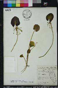 Nymphoides aquatica image