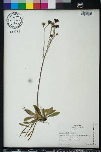 Hieracium aurantiacum image