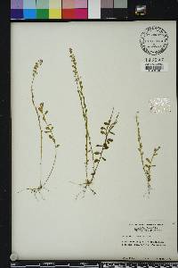 Polygala crenata image