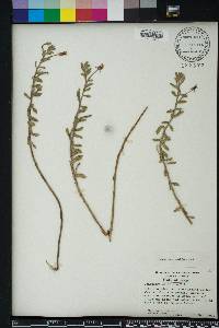 Oenothera humifusa image