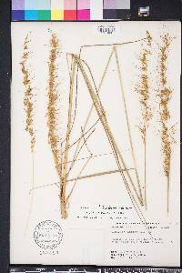 Sorghastrum secundum image