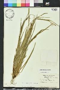 Carex striatula image