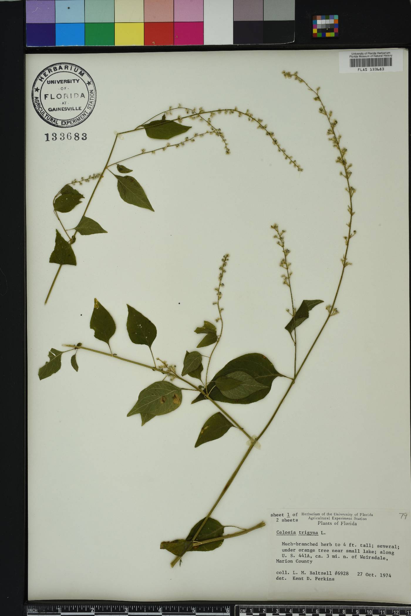 Celosia trigyna image